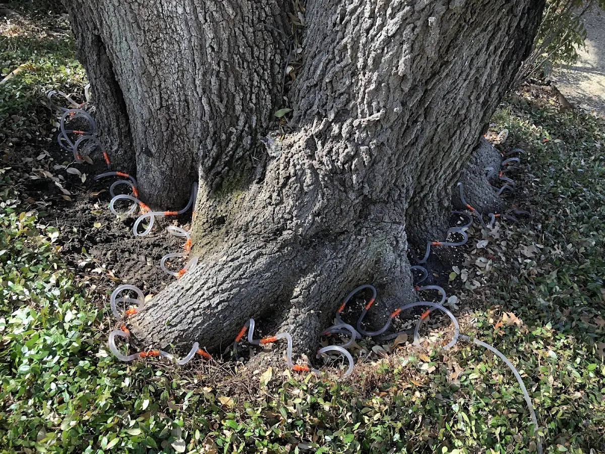Detailed Shrub and Hedge Trimming job site in Bunn