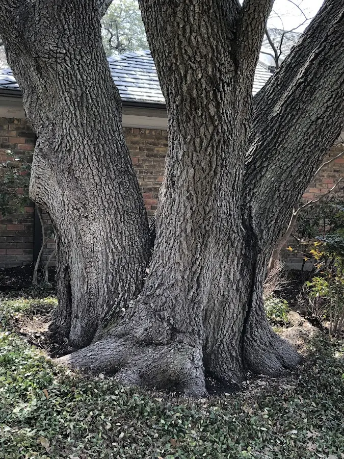 Mature heritage tree close to a Bunn property cared for by certified arborists